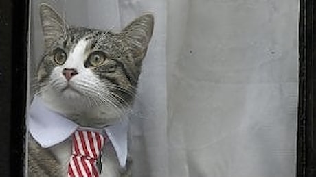 Assange interrogato a Londra, spunta il gatto in cravatta