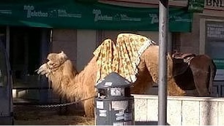 Roma, spunta un cammello in piazza Irnerio