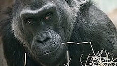 Usa: addio a Colo, il primo gorilla nato in cattività