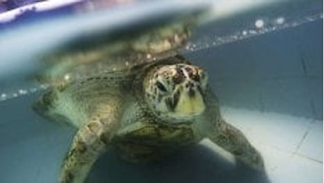 Thailandia: è morta Bank, la tartaruga che aveva ingoiato quasi mille monetine