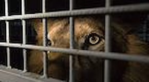 Sudafrica: in libertà 33 leoni salvati dai circhi sudamericani