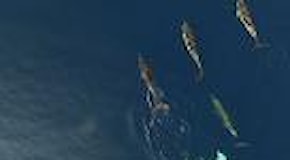 Taranto, la danza dei delfini in mare aperto: il branco ripreso sott'acqua e dal drone
