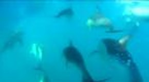 Nuova Zelanda: 200 delfini intorno alla barca, un pescatore riprende lo spettacolo