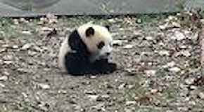 Panda cucciolo: si scatena giocando e crolla su grembo materno