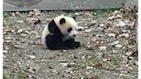 Panda cucciolo: si scatena giocando e crolla su grembo materno