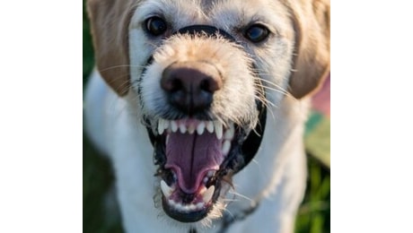 Morsicato alla testa da un cane, bimbo di 8 anni grave in ospedale al Degli Infermi