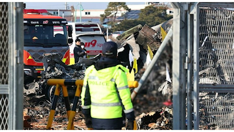 Incidente aereo Corea del Sud, ipotesi collisione con uccelli: cos'è il bird strike e perché è così pericoloso