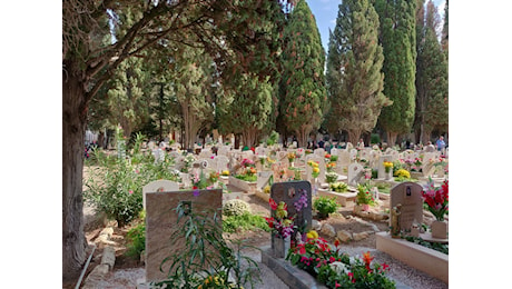 2 Novembre: 60mila crisantemi ai cimiteri; ma 'vanno' anche lisantius, girasoli, sterlizie e ciclamini