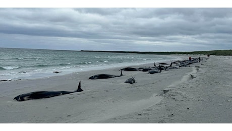 Decine di cetacei morti in uno spiaggiamento di massa in UK: 12 globicefali sottoposti a eutanasia