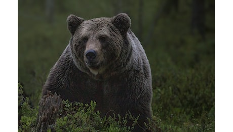 Un uomo aggredito da un orso nel Bleggio superiore