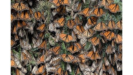 La foresta di farfalle e altre foto spettacolari del concorso BigPicture 2024