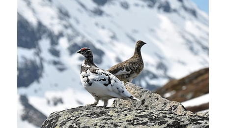 In Piemonte stop alla caccia di quattro specie di animali ma la Regione chiede un chiarimento