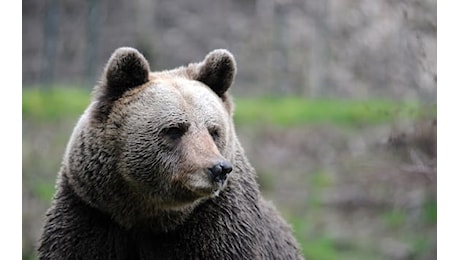 Romania, ragazza uccisa da un orso durante un'escursione sui Carpazi