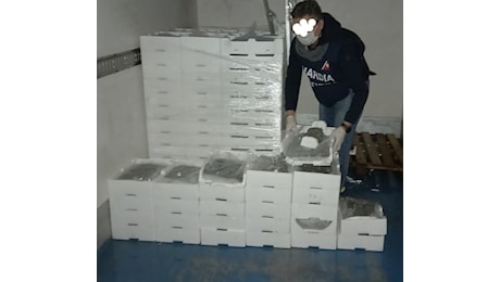 Reggio. Sequestrati quasi 700 kg di prodotto ittico e 500 vasetti di polpa di riccio