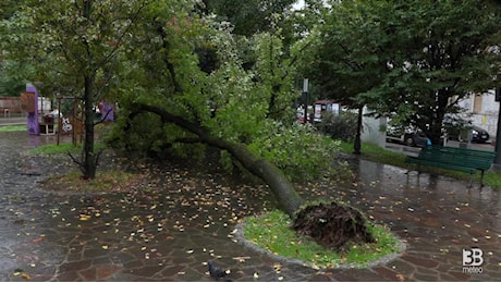 Cronaca meteo diretta - Maltempo a Milano, albero caduto in via Lario - Video