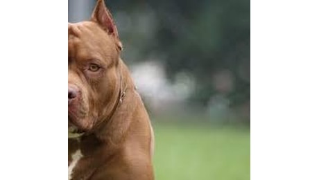 Discussione degenera in rissa. E un 16enne viene azzannato al volto da un pitbull