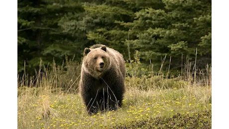 Turista attaccato da un orso in Trentino