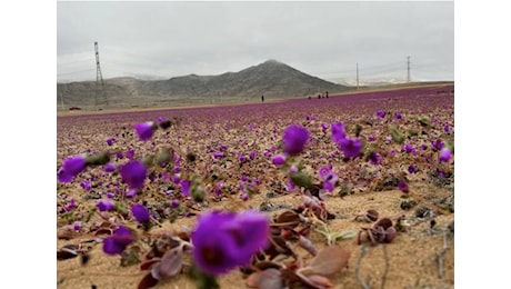 Un deserto in fiore Quello di Atacama è il più arido della Terra, ma la pioggia lo ha risvegliato