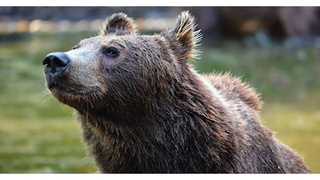 Aggredito da un orso mentre andava a funghi, ferite in tutto il corpo: ecco dove è successo