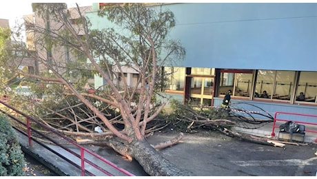 Albero crollato all'Università di Fisciano, indagini sulla manutenzione