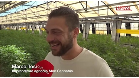 Cannabis light, l’azienda che la coltiva con l’IA ora teme per il suo futuro: “Investiti milioni di euro”