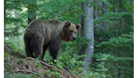 Turista aggredito da orso in Trentino, Coldiretti: “ennesimo attacco, serve gestione”