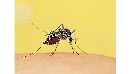 VENETO – Primi quattro casi di febbre West Nile. Ancora nessun caso di Dengue