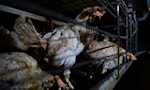 Rischio di pandemia aviaria: esperti avvertono di casi umani sottostimati