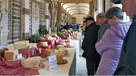 Caseus 2024 premia i migliori formaggi italiani. Tutti i nomi