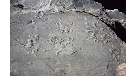 Valtellina, si scioglie ghiacciaio: riaffiorano fossili di 280 mln di anni fa