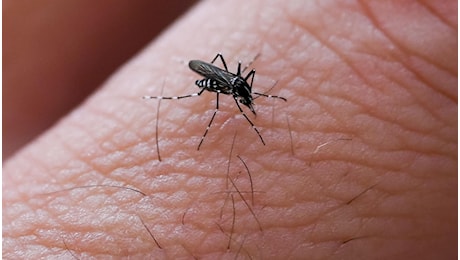 Dengue a Fano, il focolaio con più di 100 casi preoccupa pure gli esperti: quali sono i sintomi e come si cura