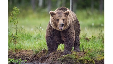 Fungaiolo aggredito da un orso, Boitani: «Succede quando l’animale si sente minacciato»