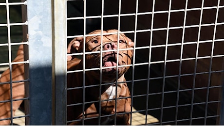 Rissa in strada per contendersi il quartiere, sedicenne azzannato al volto da un pitbull