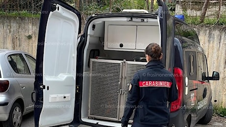 Ceccano – Blitz dei Carabinieri all’alba, unità cinofile a caccia di armi e droga