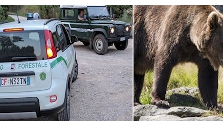 Turista 43enne aggredito da un orso, è successo lungo un sentiero: ha riportato ferite alle braccia, rilievi dei forestali per l'identificazione del plantigrado