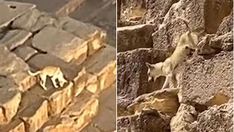 Egitto, è sceso e sta bene il cane che ha scalato la Grande Piramide di Giza. Ecco che cosa sappiamo