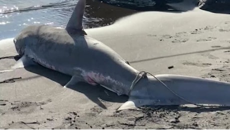 Due squali morti su una famosa spiaggia italiana: cosa è successo