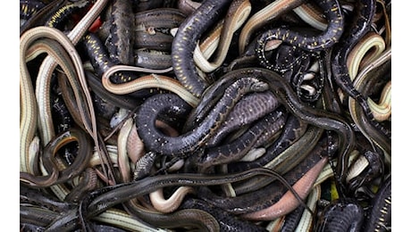 Cina, ha oltre 100 serpenti vivi nelle tasche: arrestato