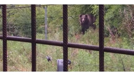 Torna l'allarme orsi in Trentino: uomo aggredito a Dro, ricoverato in ospedale