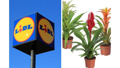 Offerte Piante Lidl: Scopri le Nuove Piante da Interno ed Esterno dal 7 Ottobre