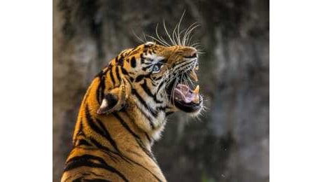 Esercitazione Campi Flegrei: allo zoo di Napoli evacuata anche una tigre di peluche a grandezza naturale