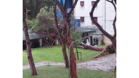 Maltempo, danni e disagi non solo a Senigallia: alberi caduti e allagamenti