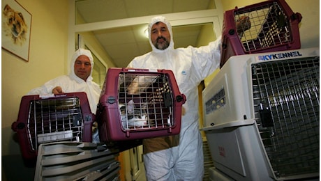 Paura per l'influenza aviaria letale nei gatti, il 67% non sopravvive: lo studio che preoccupa gli esperti