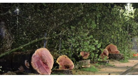 Asti, 7 alberi secolari abbattuti in meno di un'ora per far spazio a un supermercato Lidl, ira dei cittadini: Uno scempio, quei platani erano sani, dei veri monumenti