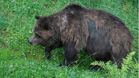 Fungaiolo ferito da un orso in Trentino, ora l’animale rischia l’abbattimento. Gli attivisti: “Dinamica singolare, la Provincia ne è responsabile”