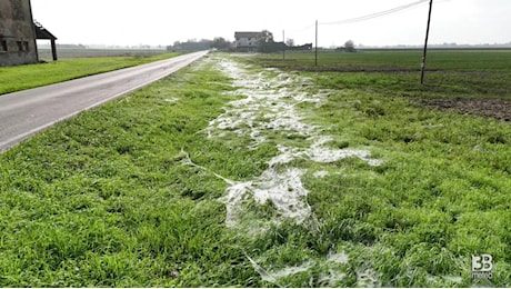 Cronaca diretta - Tappeto di ragnatele sui campi nel reggiano, le immagini del drone - Video