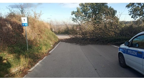 Rami e alberi caduti, in contrada Paterno si abbatte palo telefonico: i danni causati dal vento a Tolentino