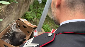 A Girifalco i carabinieri soccorrono un istrice, animale appartenente a specie protetta