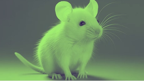 Un farmaco sperimentale ha esteso la vita di alcuni topi del 25%
