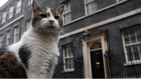 I premier passano, il gatto Larry resta. Ecco chi è “il vero padrone” del N.10 di Downing Street